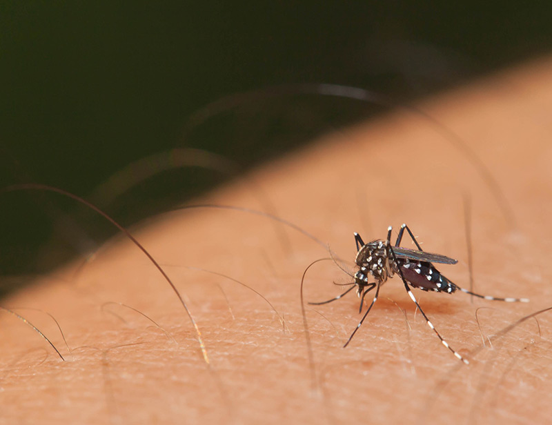  Epidemia do vírus Zika no Brasil completa um ano com desafio na área de pesquisa